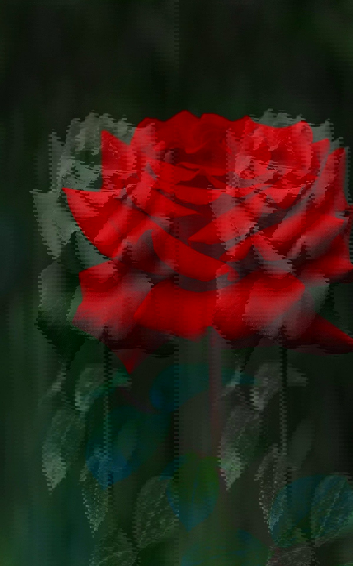 Cuộc thi thử nghiệm